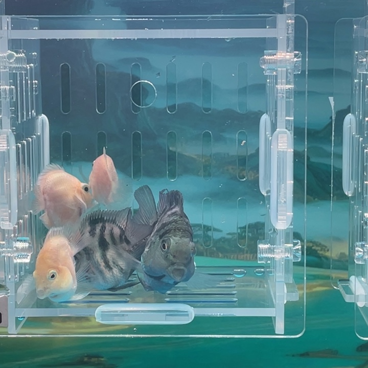 鹦鹉鱼白金苗子87号单