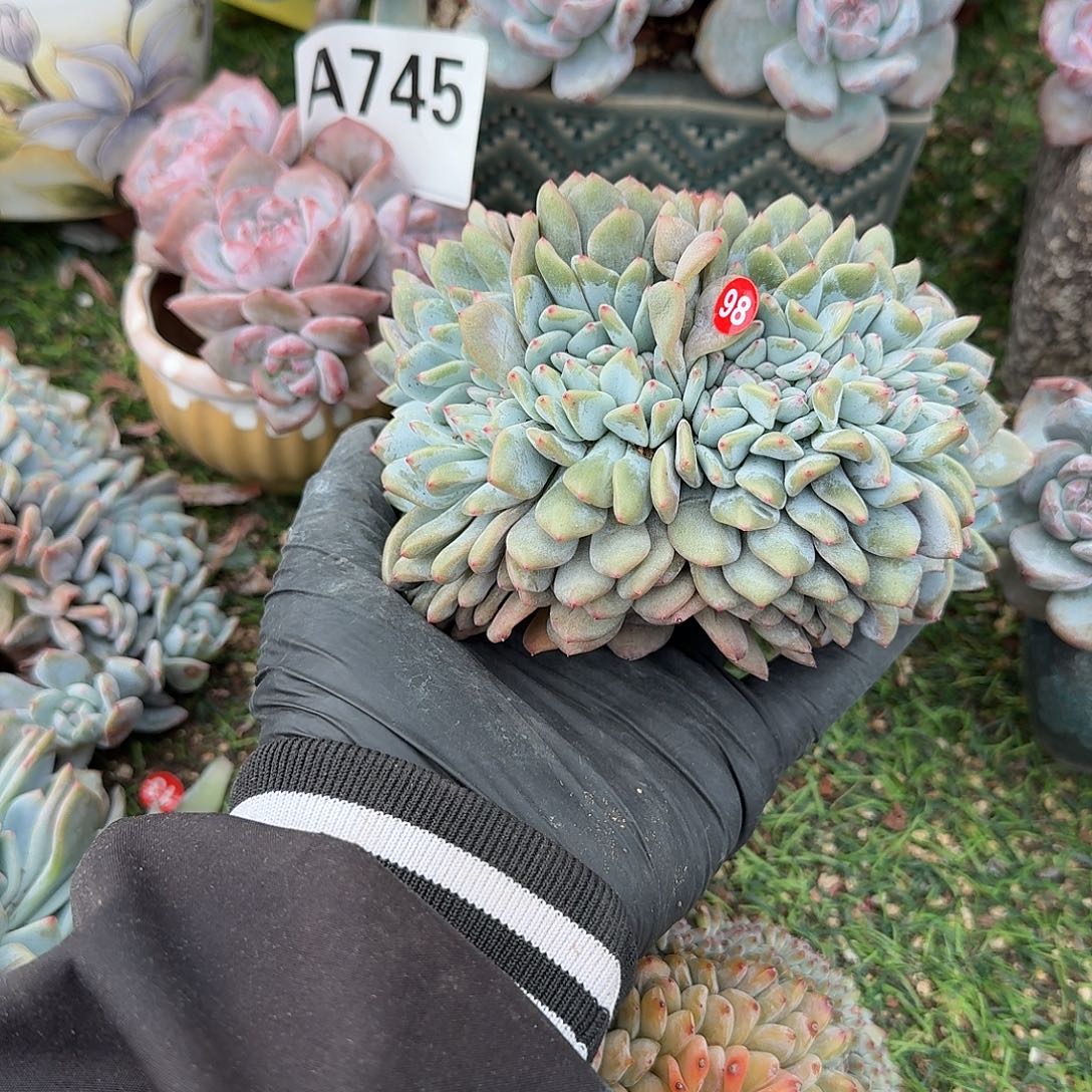 龙头龙尾缀线散呀呀