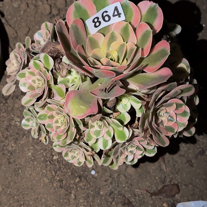 864女神多肉植物不售后