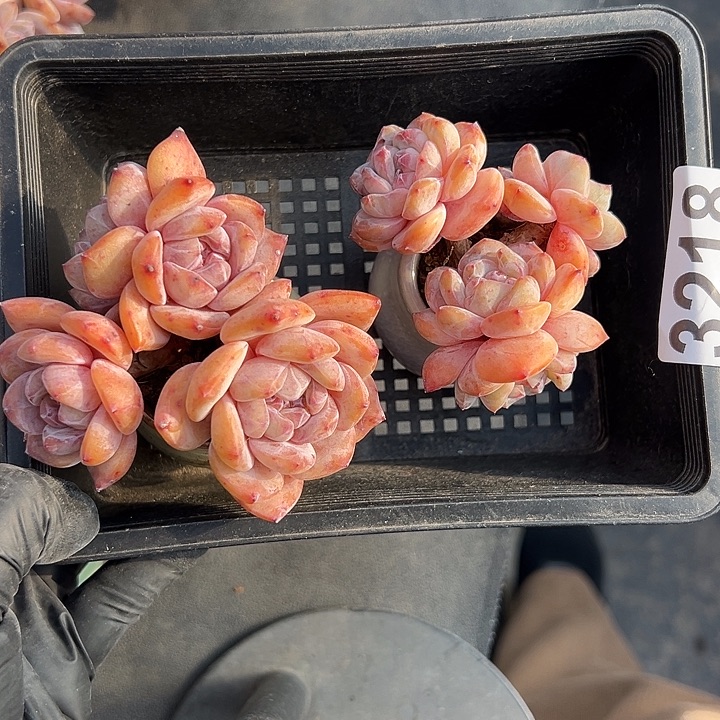 3218，俩个四头长杆子星影带盆发的