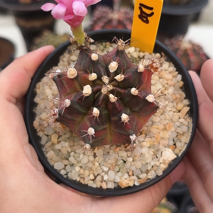 泰国米哈sos120-0102