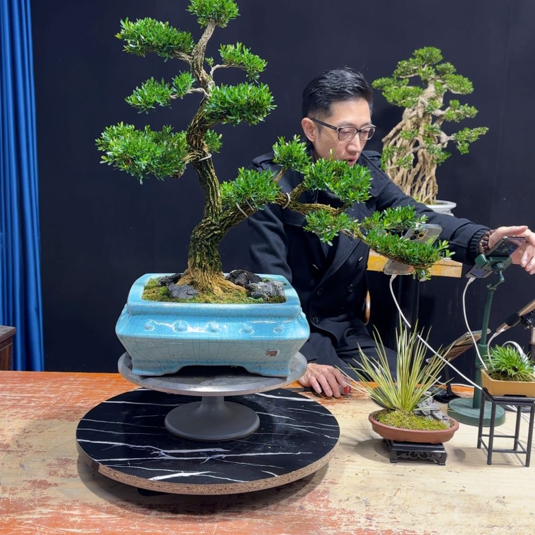 黄杨室内室外盆景艺术