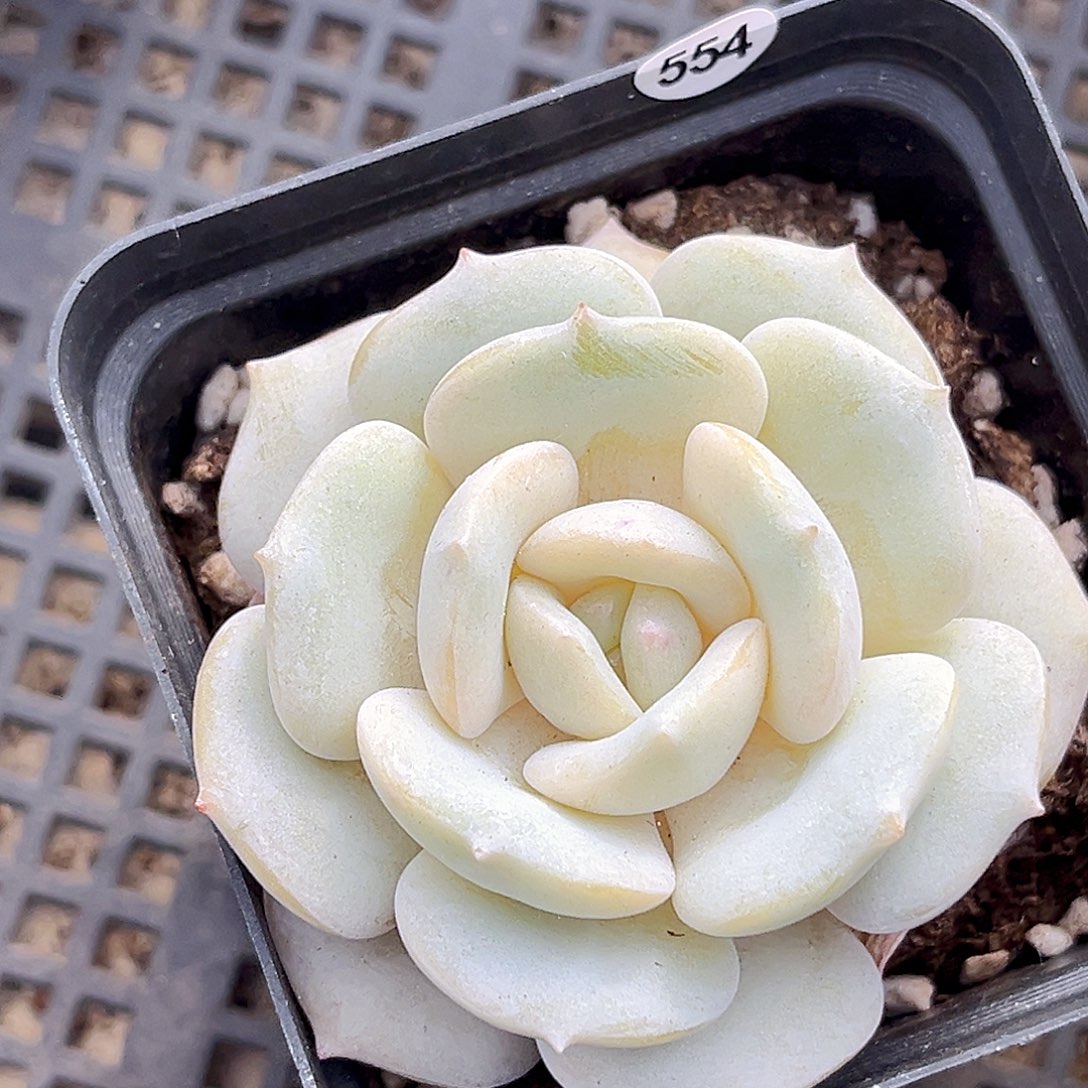 554    白月光多肉