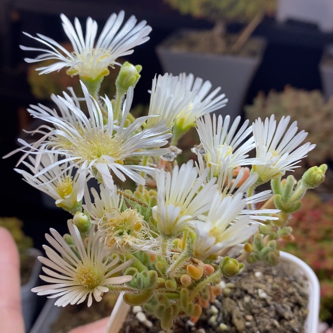 47号实生橙叶枝干多肉