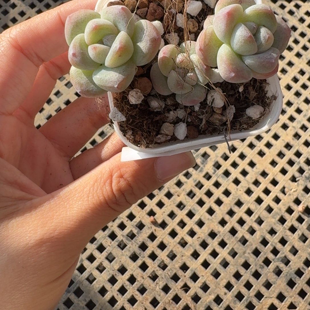 11 号到手1颗，江北多肉