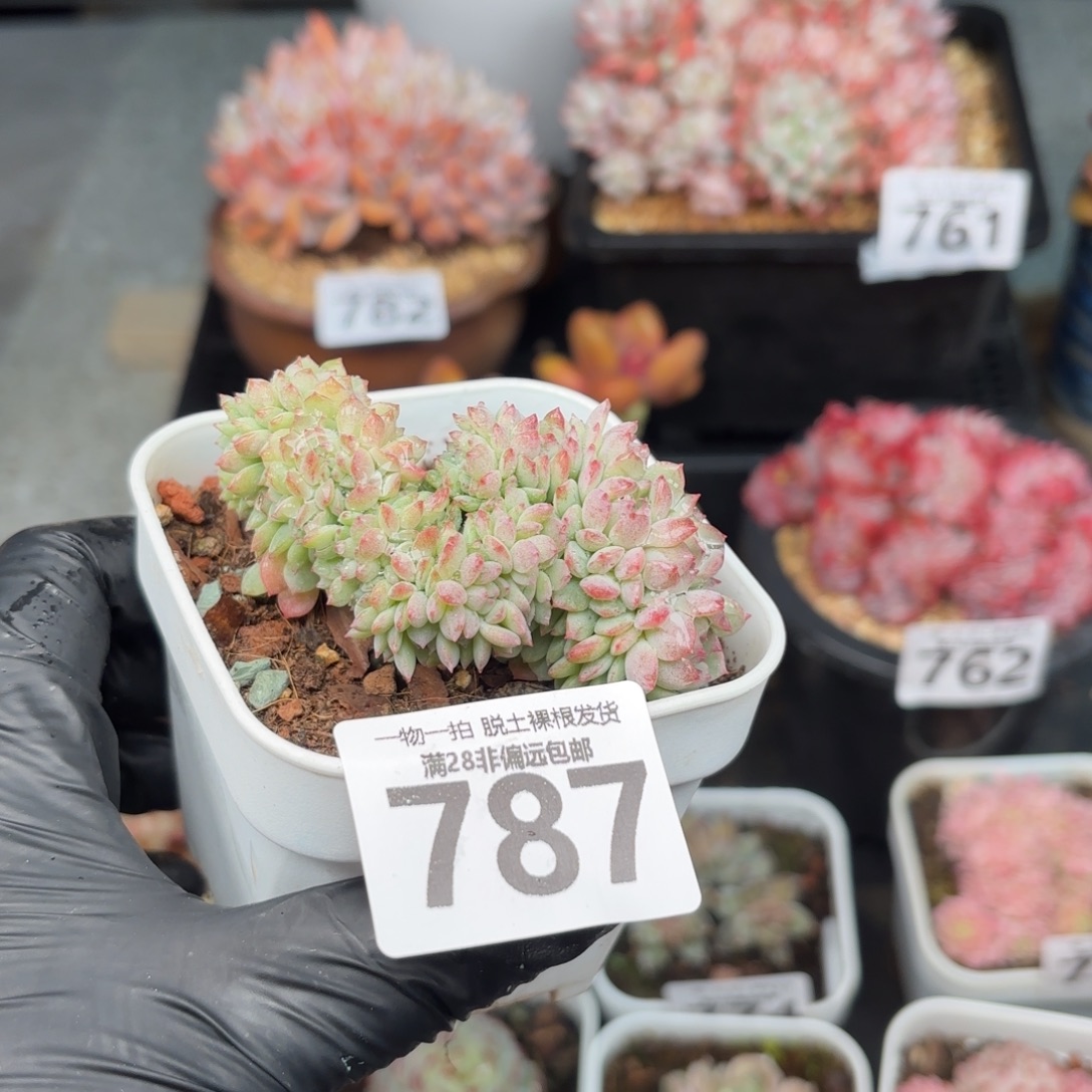 小粉梅缀化无盆土发货