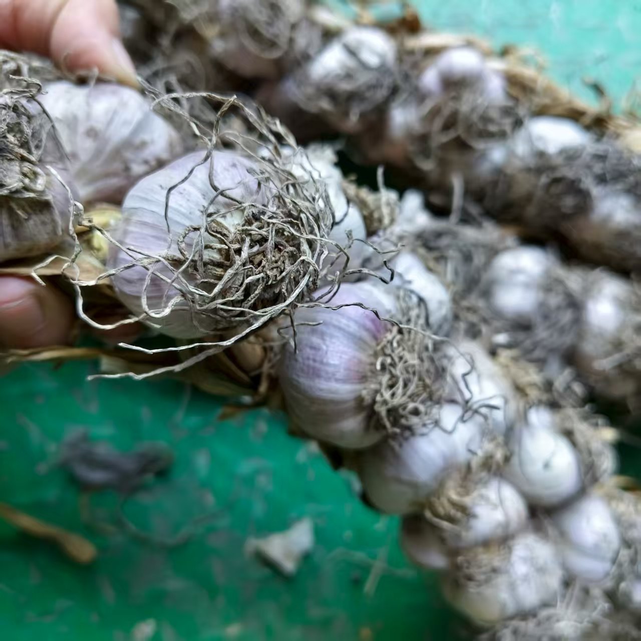 2025年新蒜东北新鲜紫皮大蒜现挖大蒜辫子一辩农家蒜头