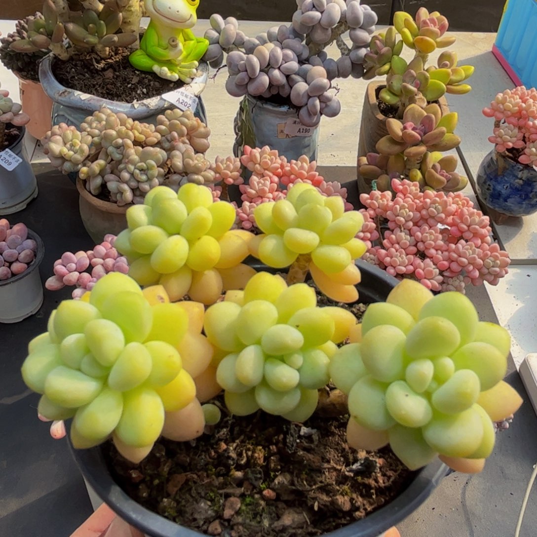 215/7cm洛可可多肉植物