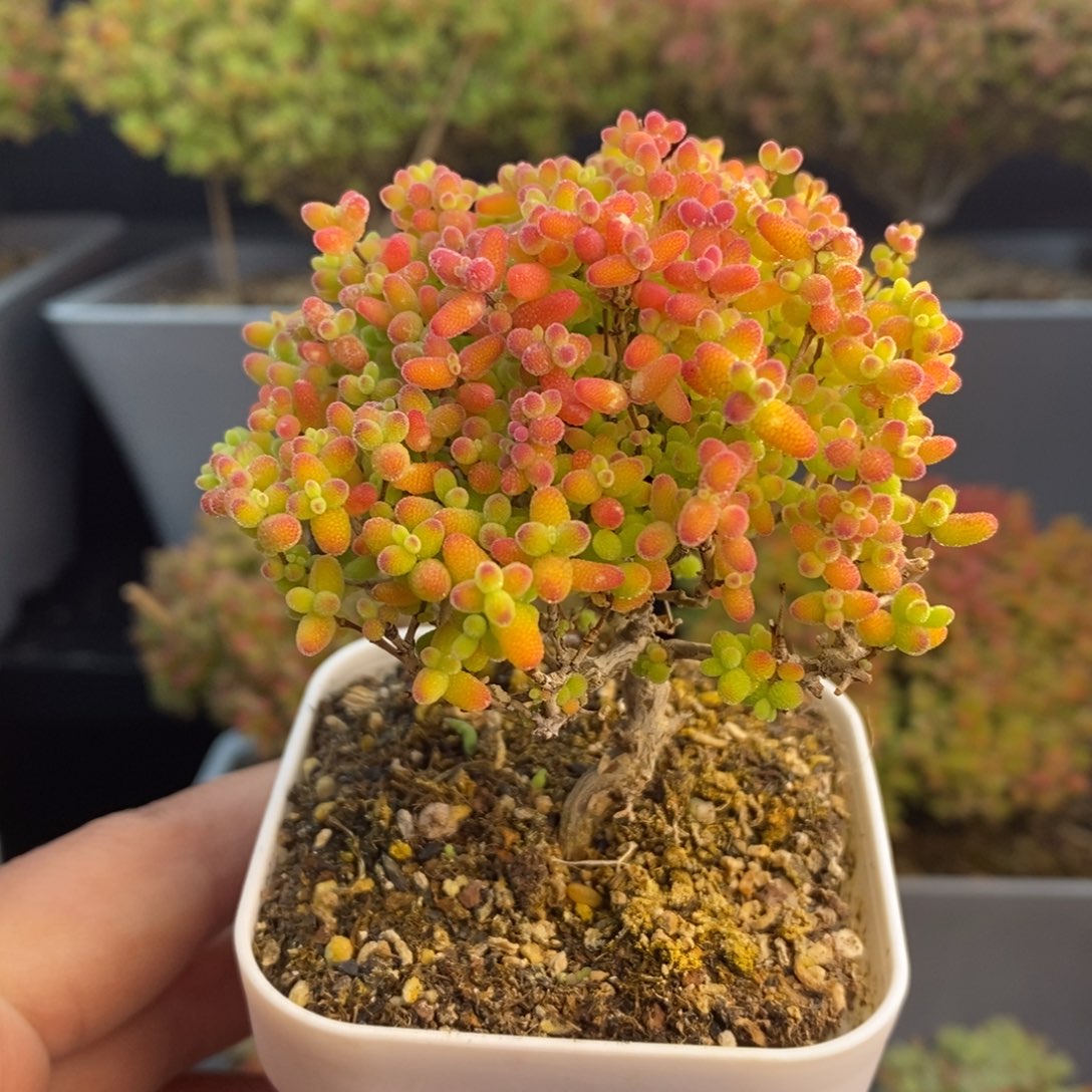 疆***川无花朵3号蜜橘糖球