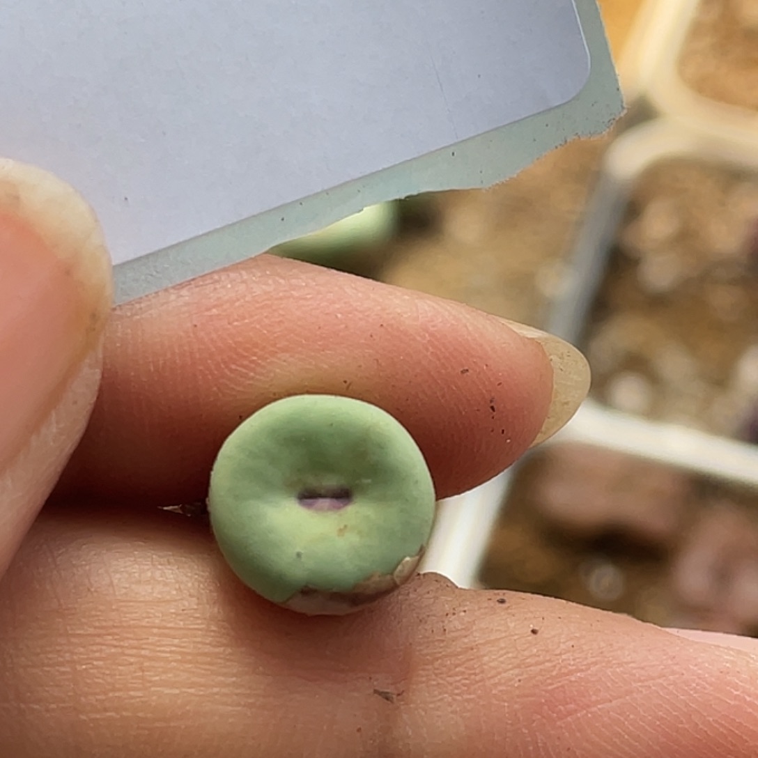 15-77嘴多肉植物