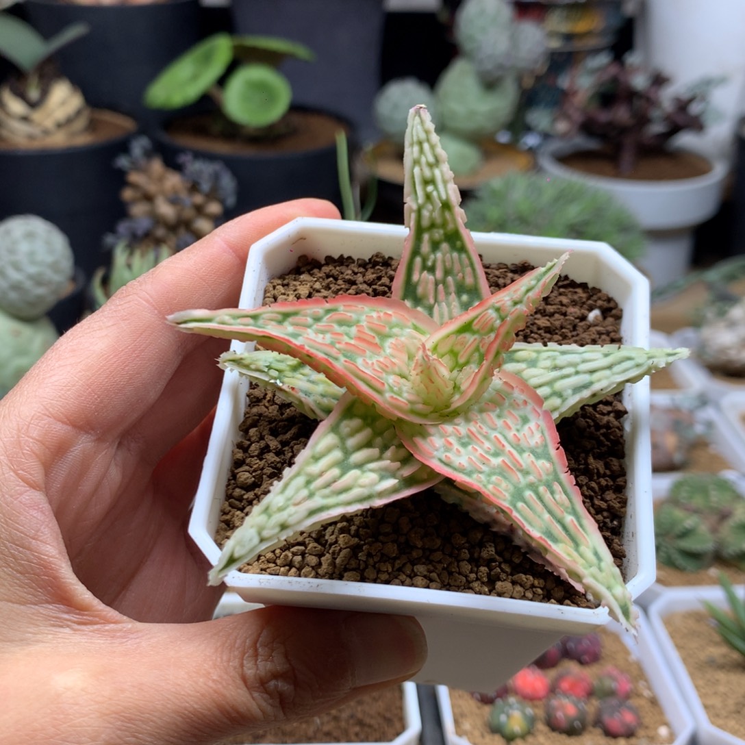 山***字TCT园艺芦荟脱土。