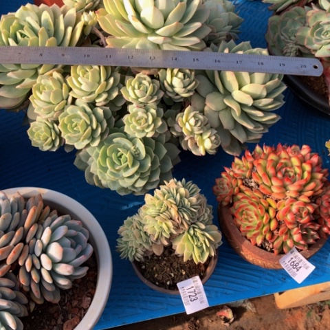 红***粥123星娜塔缀化