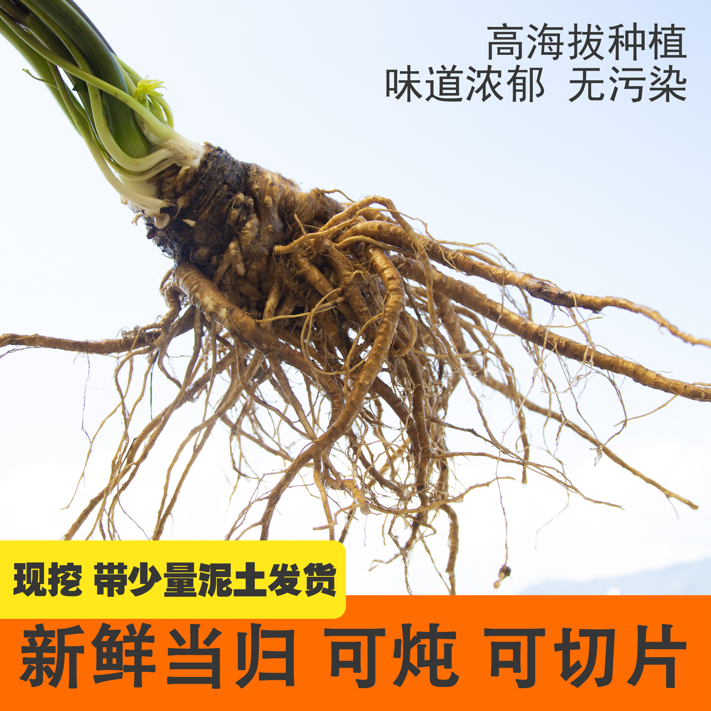 新鲜当归四川甜当归炖排骨煮鸡蛋晒干切片现挖商用自己吃