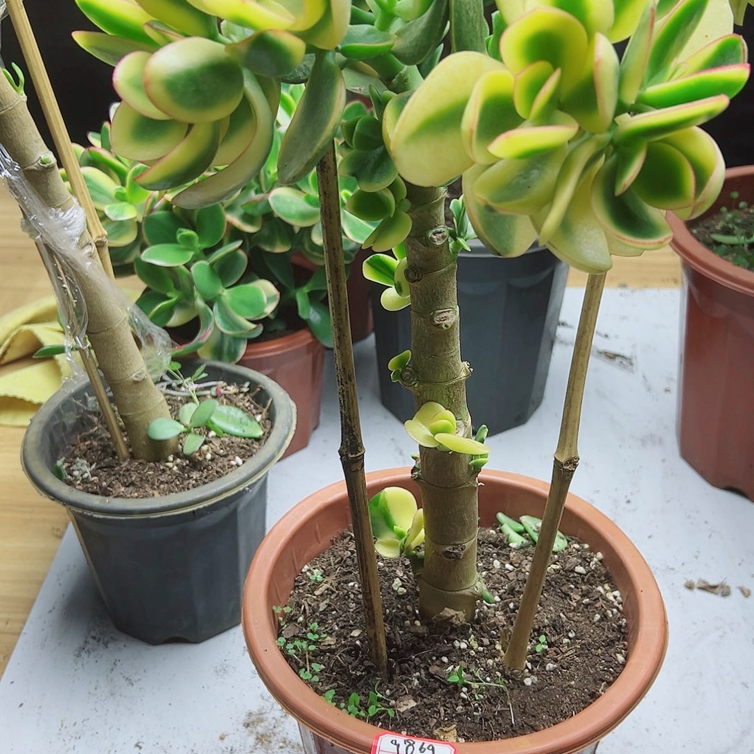 用***9稀有新花月锦带土球发货9869