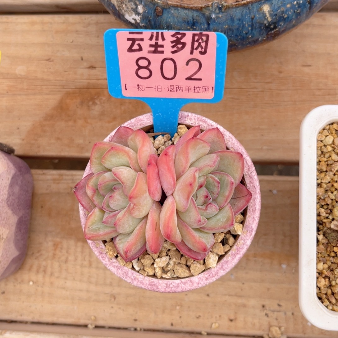 云尘多肉一物一拍802不含盆，