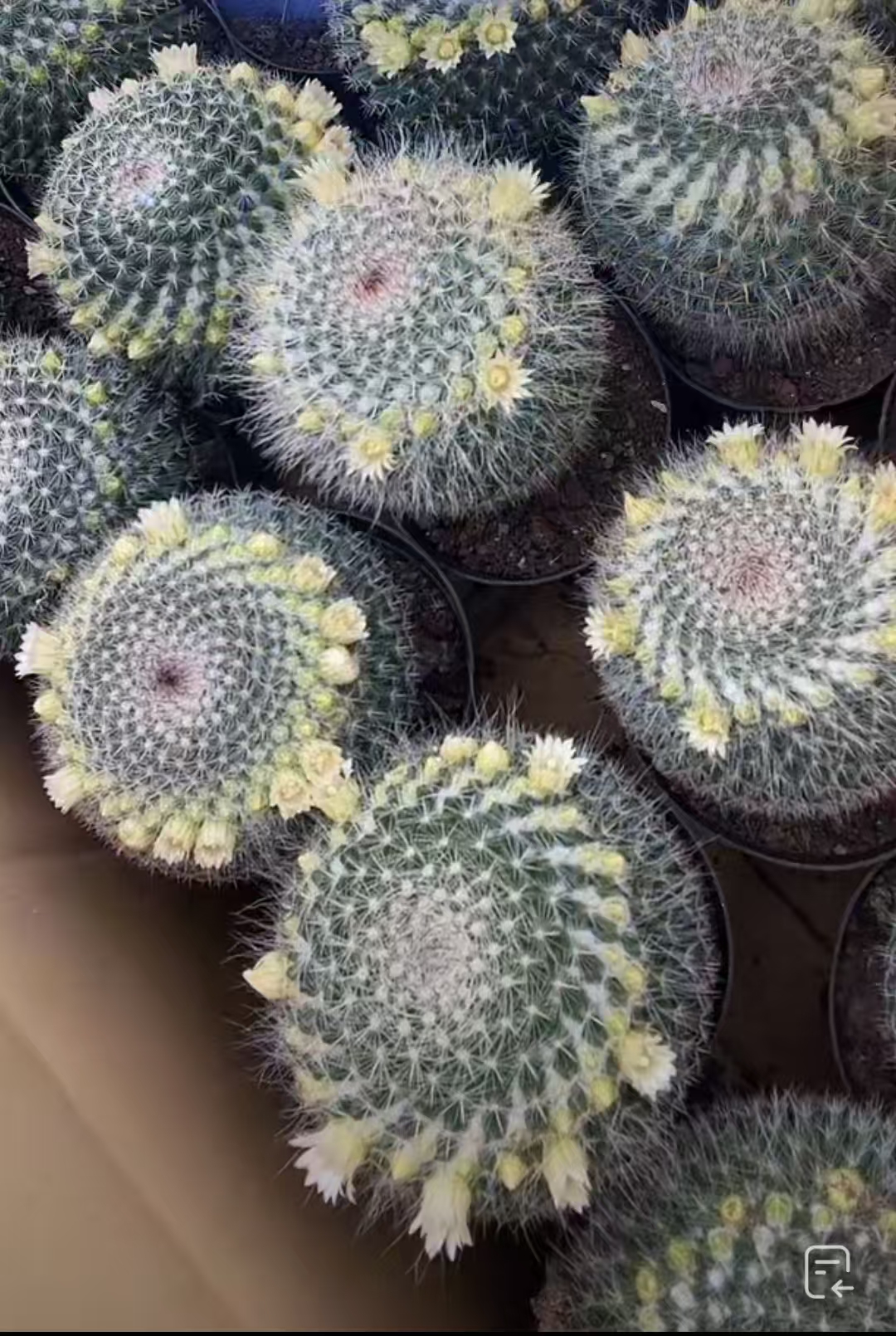 二妹园艺（黄绿花玉翁 实生根）仙人球满18包邮随机发