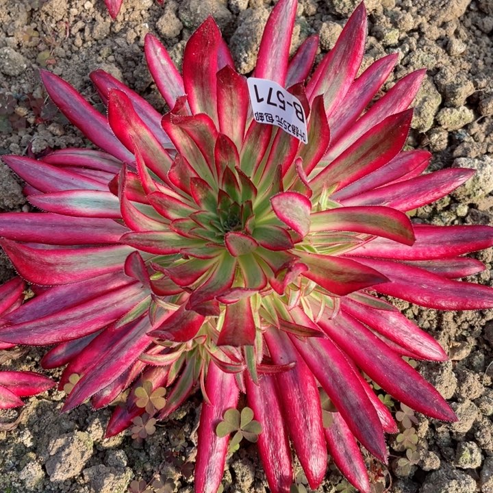 571朱雀多肉12345678