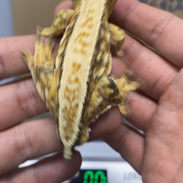 睫角守宫2025,12.11二十六