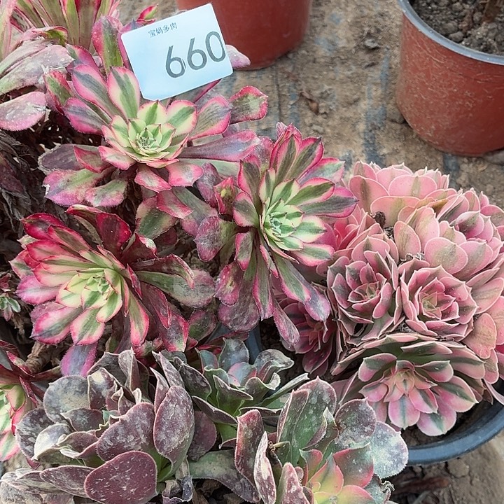 660好一物一拍3颗有断枝