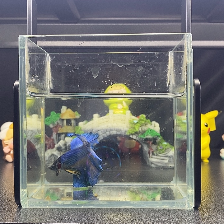 海水鱼半月大蓝袍