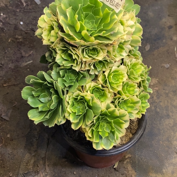 金丝翡翠多肉断头不包384