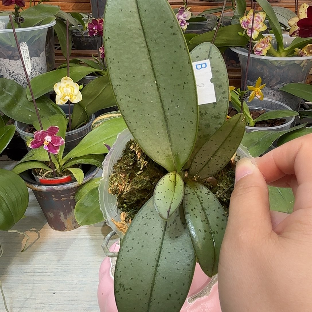 1***1当前无花栽培后可以开花魅力3252