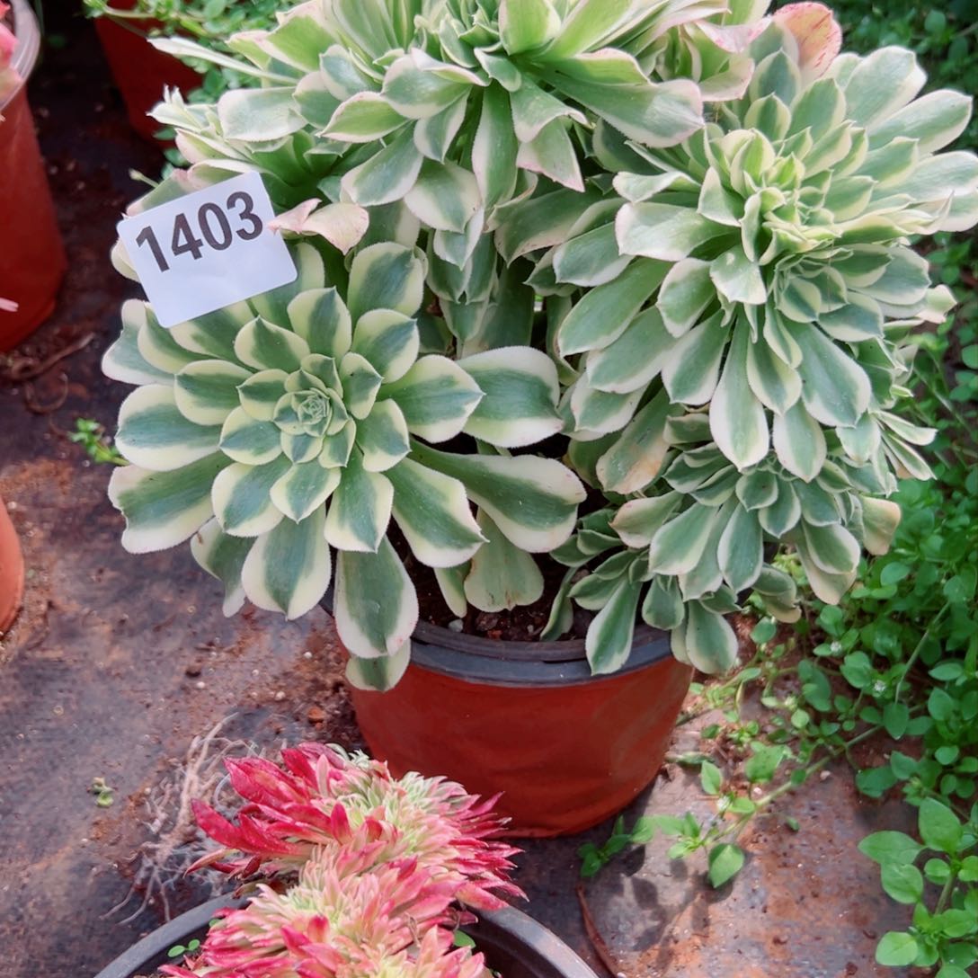 我1403 号多肉法师新年特价绿豆沙