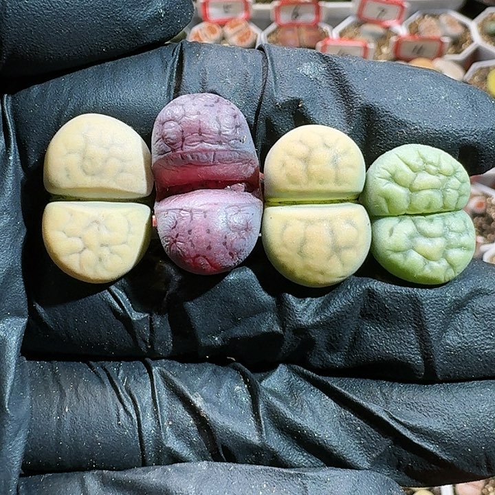 生石花12555。 70