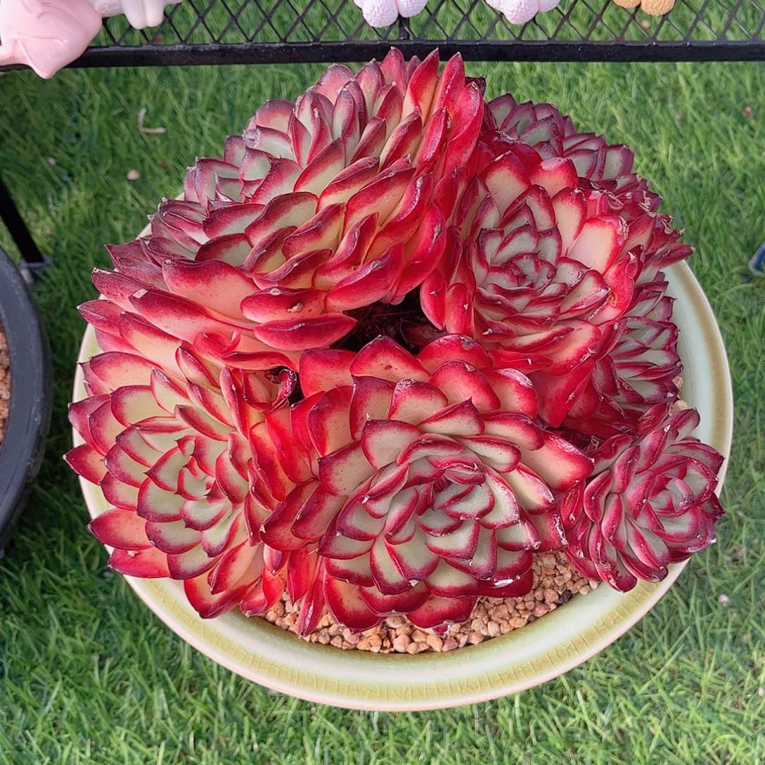 韩版肉酱玫瑰精品多肉