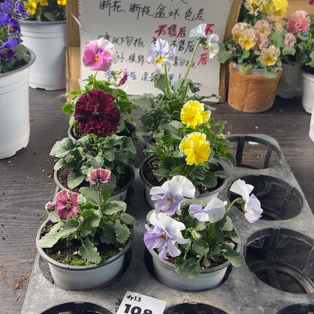 大部分花苞少量开放108号