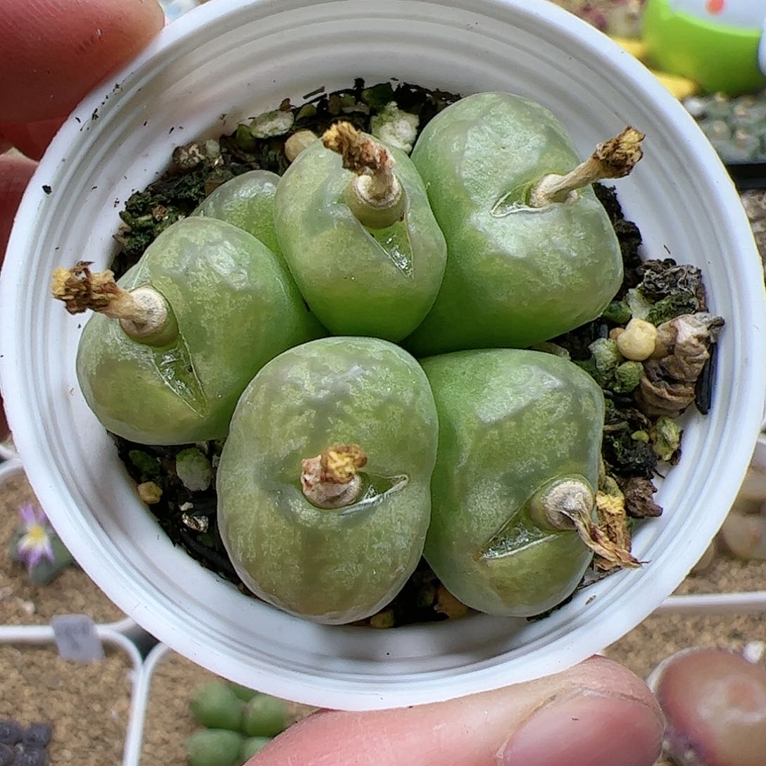 【闪购商品】220 双12福利