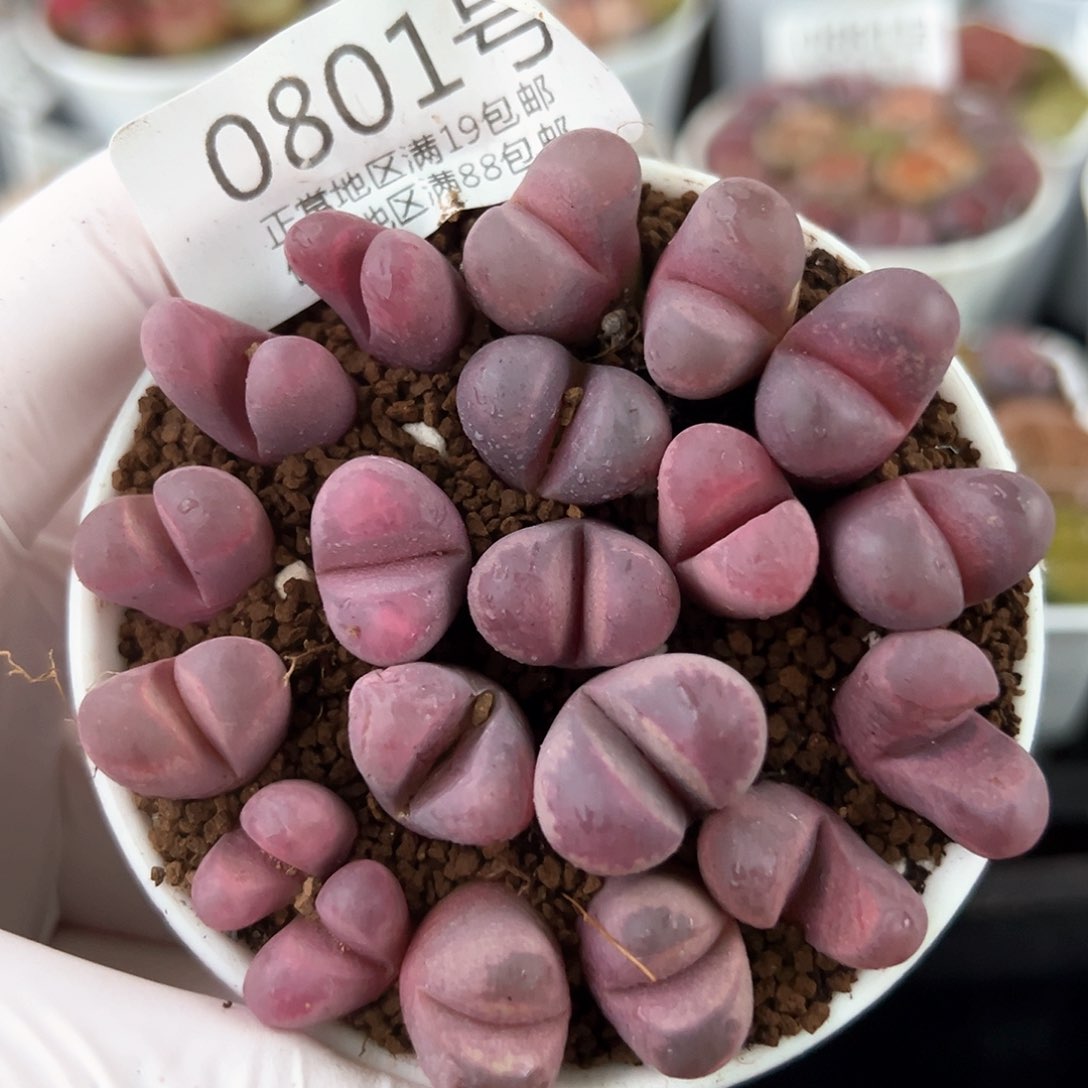 好养易活生石花大母本0801