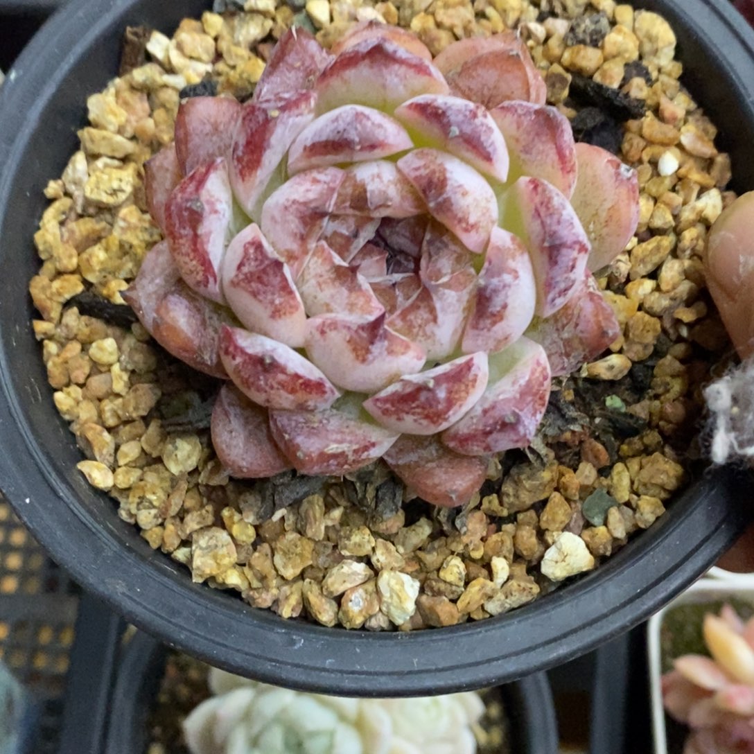 精品多肉一物拍不包整178