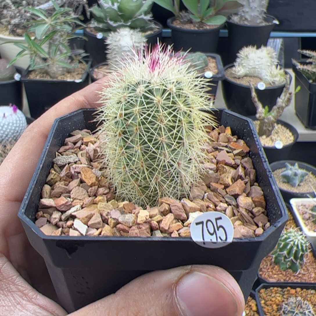 多色刺猬种播一物一拍795