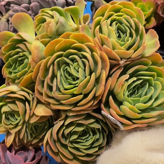 潇***肉桃花坞13100多肉