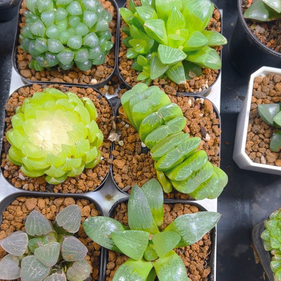 新人套餐玉露多肉6颗多肉