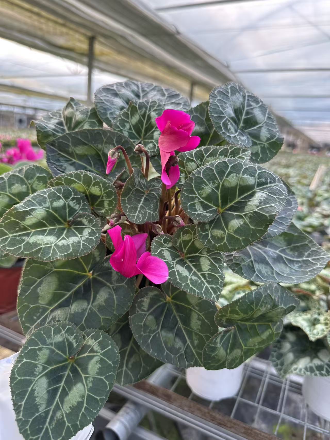 仙客来（音迪卡亮紫色）带花带花苞140盆