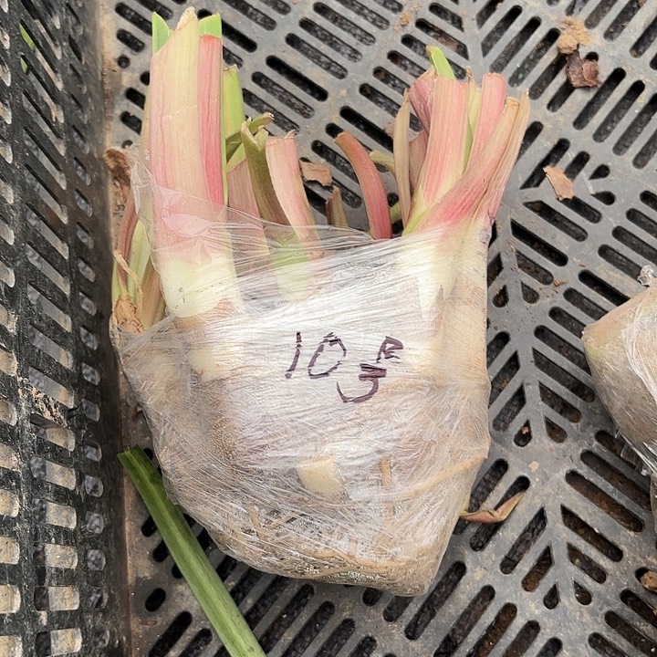 摩卡籽播坨坨闪10号