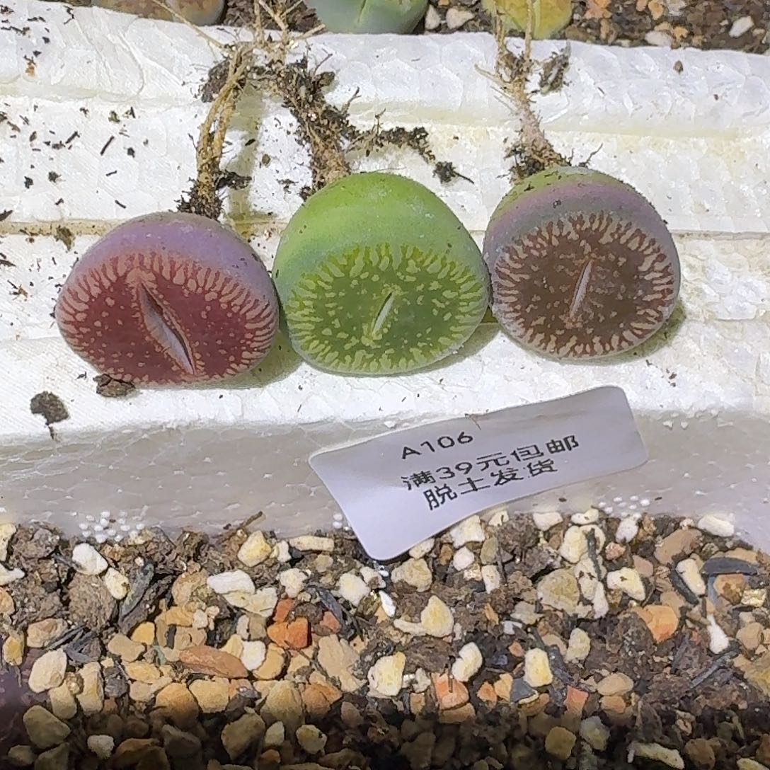 106多肉哈哈哈哈哈哈