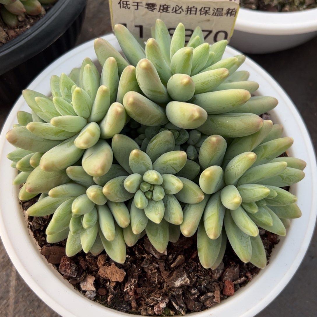 1118370 阿蒂斯托美人群