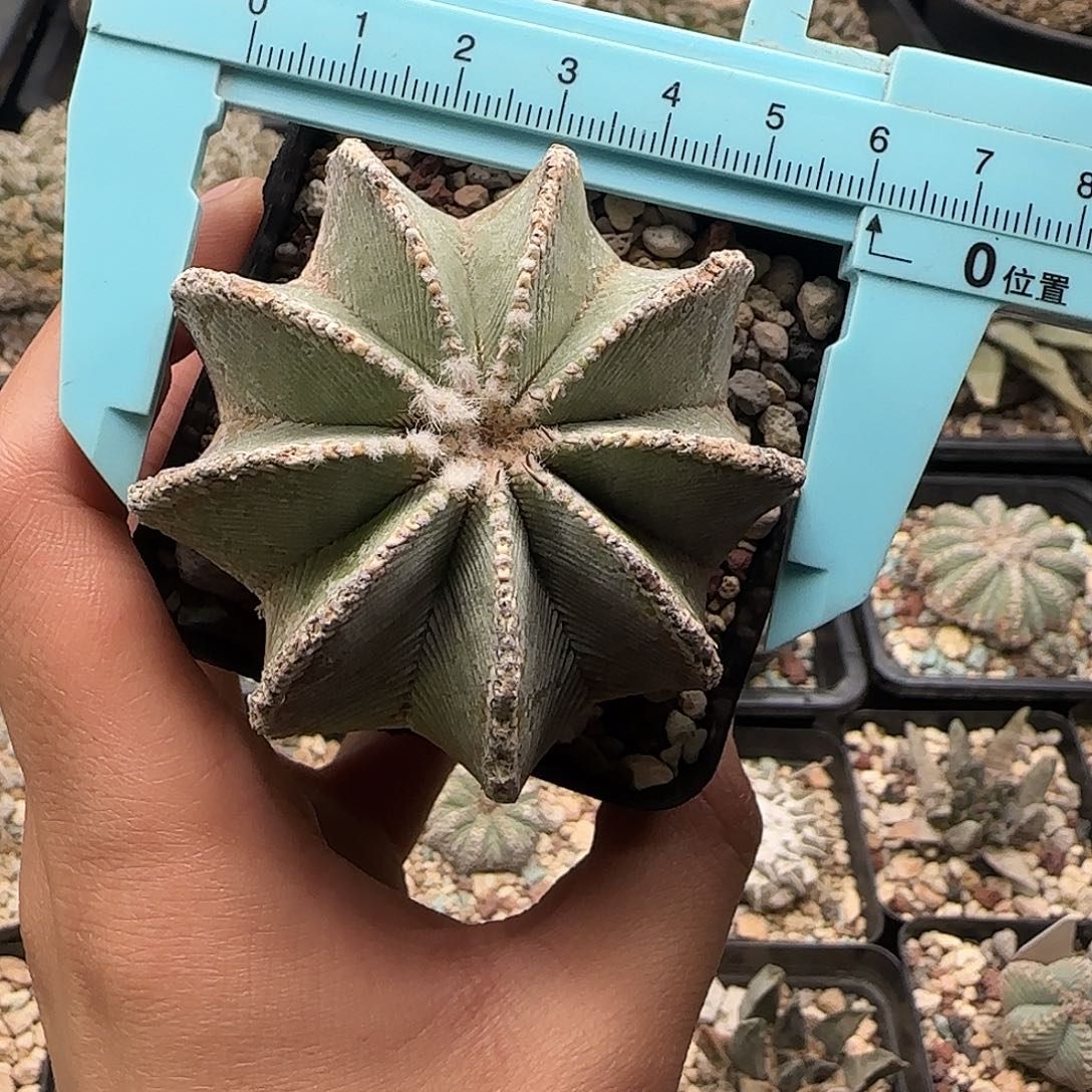 辛顿花龙仙人球11111111111111