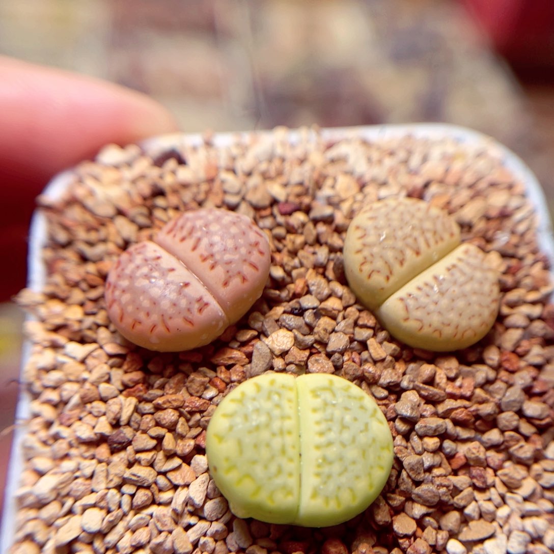 443号带盆包邮发货