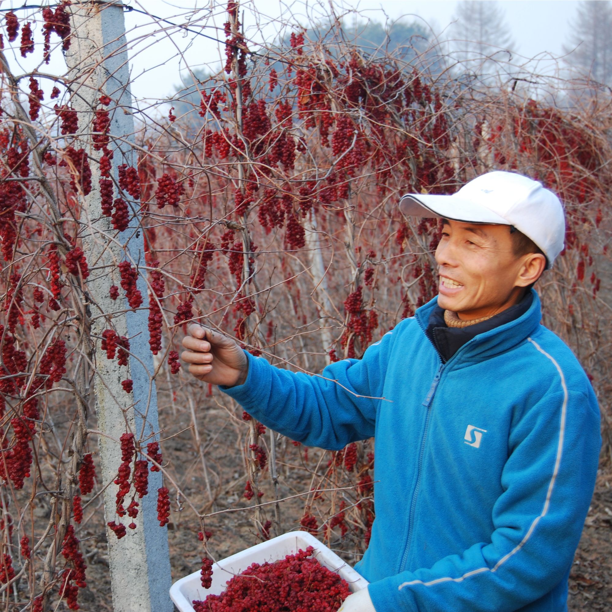 五味子自产黑龙江北五味子油籽煮水泡酒无染色不熏硫