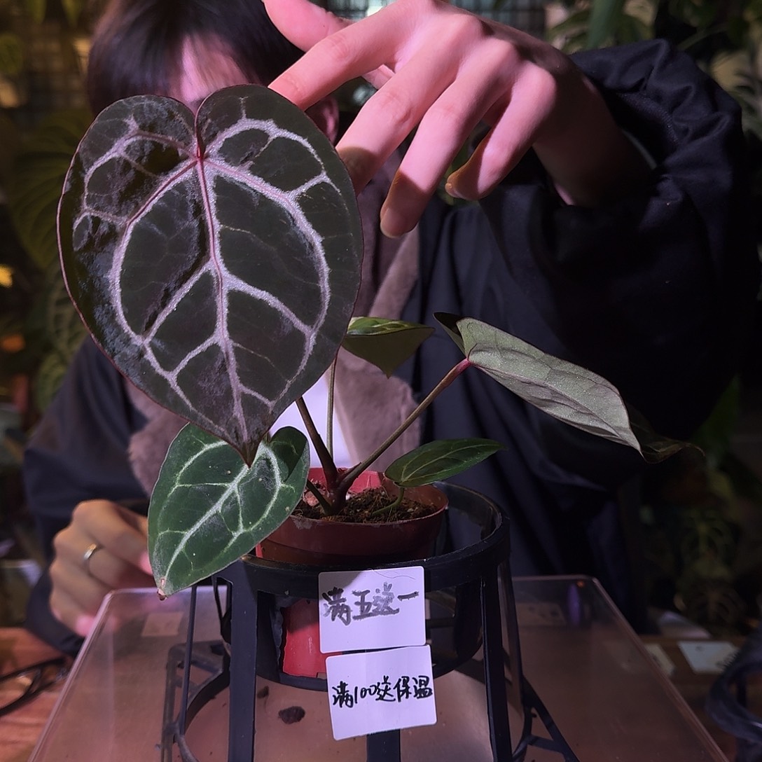 不开花植物G297红铜米歇尔