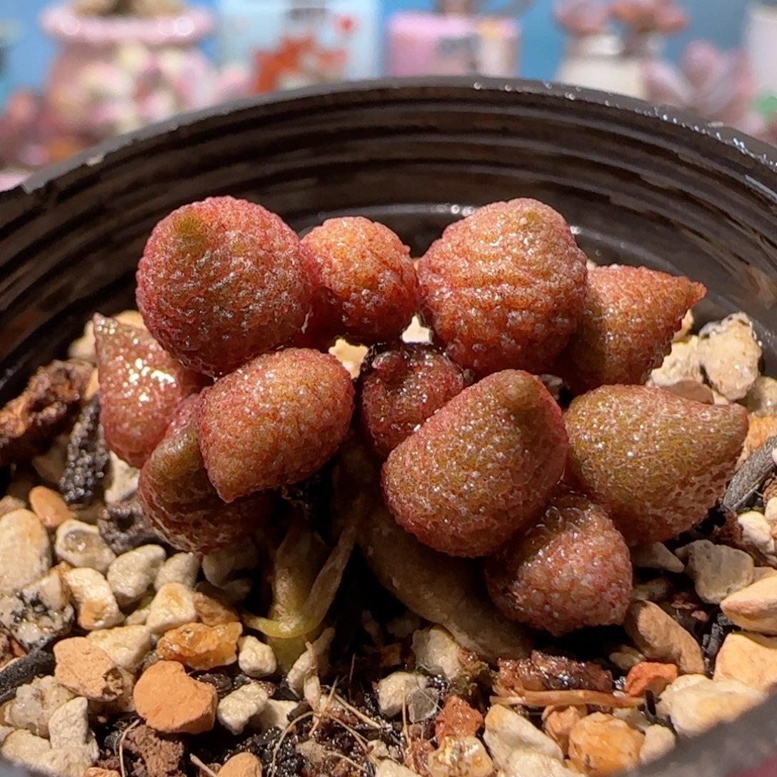 圆滚滚小辣椒 盆口3cm