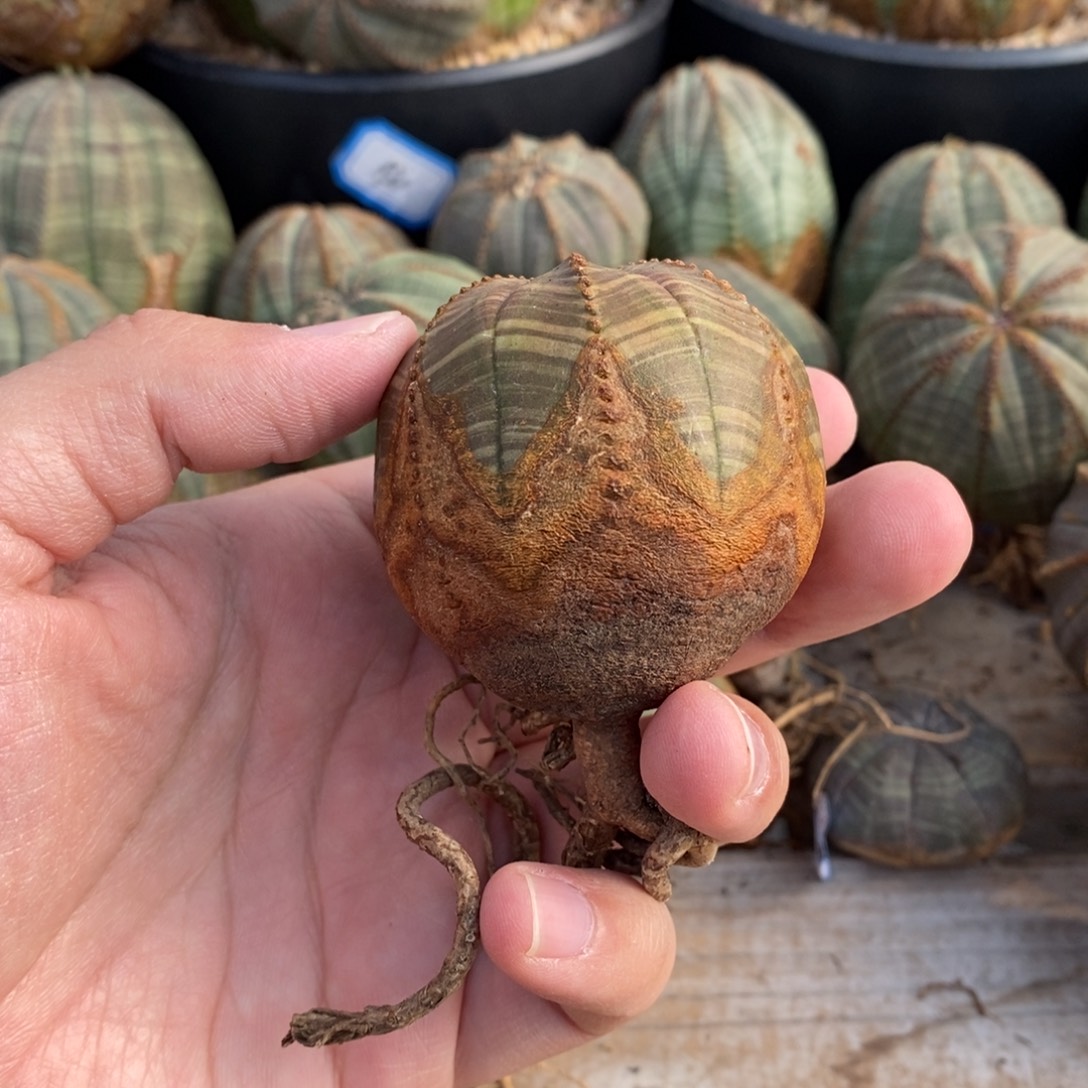 1欧系实生布纹球多肉植物