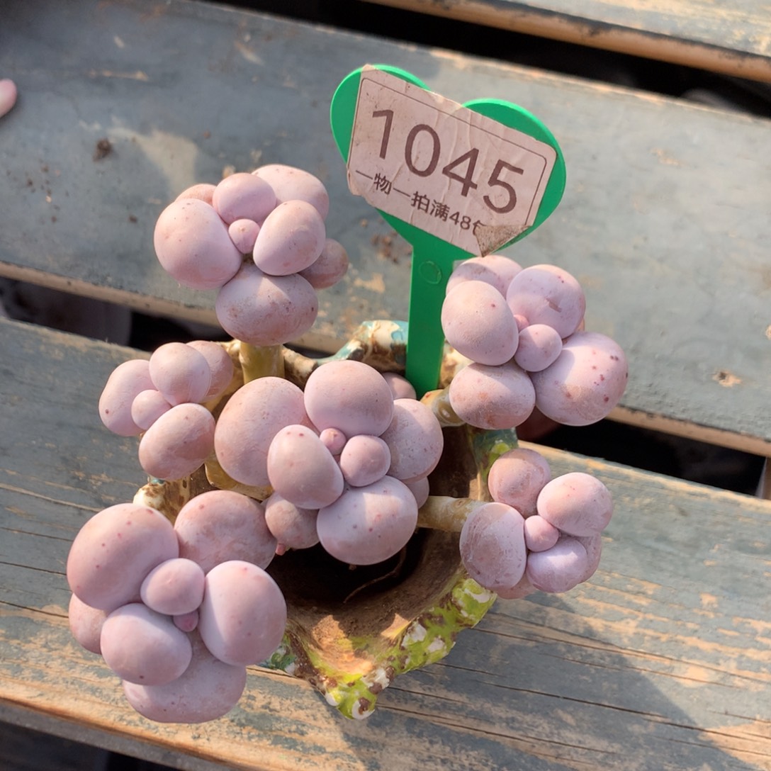 烟美人老桩微瑕疵1045