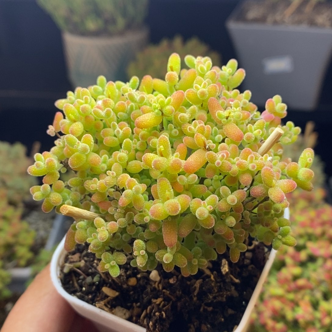 64号蜜橘糖球枝干多肉