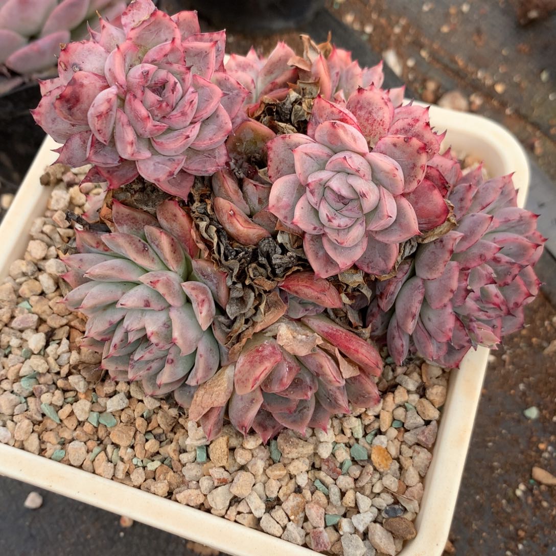 8514杂交多肉老桩