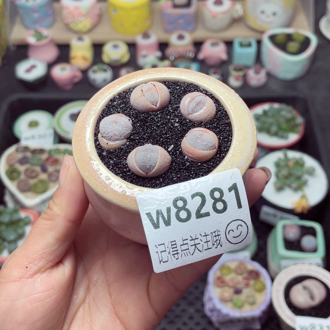 w8281 带盆土发货 -零下地区拍保温箱